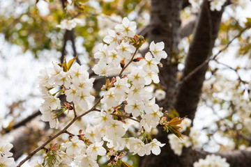 Cherry blossom in spring for background or copy space for text