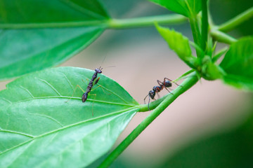 A close up of a black praying mantis with white strips hunting for an black ant on a leaf.
