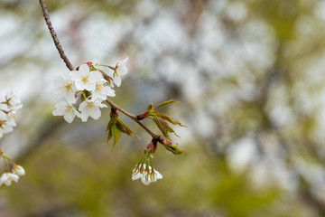 Cherry blossom in spring for background or copy space for text