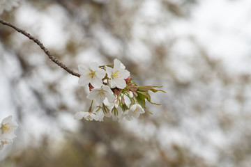 Cherry blossom in spring for background or copy space for text