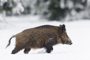 Wild boar, Sus scrofa, Germany, Europe