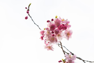 Obraz premium Cherry blossom in spring for background or copy space for text