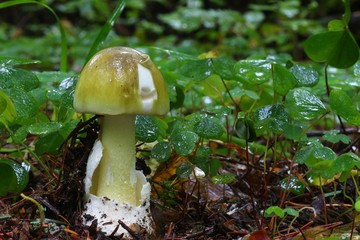 Muchomor zielonawy sromotnikowy las trujący