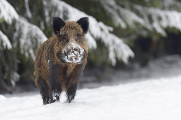 Wild boar, Sus scrofa, Germany, Europe