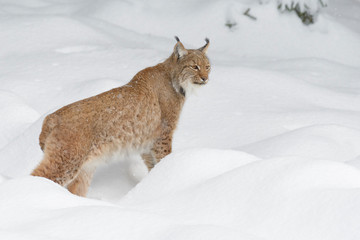 European Lynx