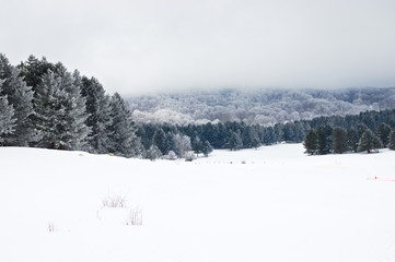 Southern Italy pines, beeches and firs forest at winter time covered by snow, in the Sila National...