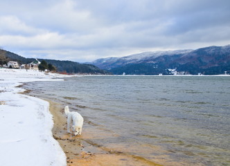 A lone dog wandering on the coast of Arvo Lake in Sila National Park, Italy, in winter with the...