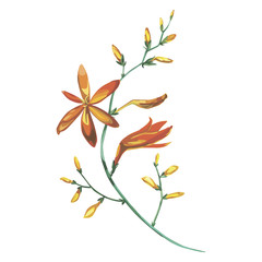 Watercolor beautiful blooming branch of orange flowers Crocosmia. Romantic and summer invitation concept background.