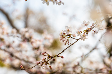 Cherry blossom in spring for background or copy space for text