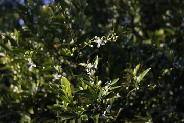 Montenegrin tangerine flower 