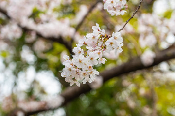 Cherry blossom in spring for background or copy space for text