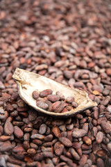 Raw cacao beans and pod