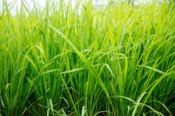 Paddy rice field in clear light day