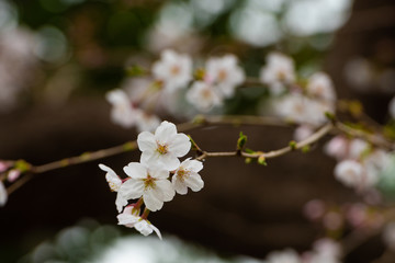 Cherry blossom in spring for background or copy space for text