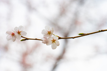 Cherry blossom in spring for background or copy space for text