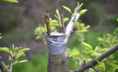 Grafting fruit tree , grafted place by grafting tape. - obrazy, fototapety, plakaty