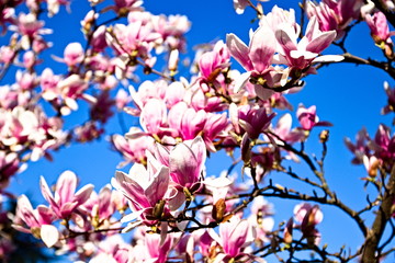 Flowers of Magnolia soulangeana just blossomed in springtime with blue sky background