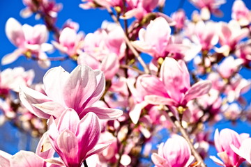 Flowers of Magnolia soulangeana just blossomed in springtime with blue sky background