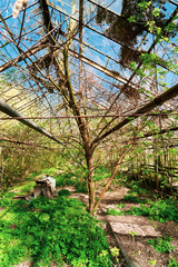 Old abandoned greenhouse. Post-apocalyptic climate. Greenhouse overgrown with bushes and spring thickets