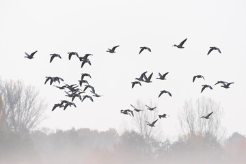 Greylag geese in autumn, Germany, Europe