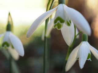 Fototapeta premium Snowdrop close-up
