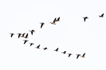 Flock of migration white-fronted geese flying in V-formation, Germany, Europe - obrazy, fototapety, plakaty