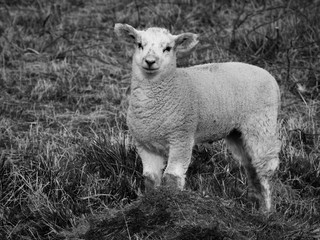 Lamb in springtime