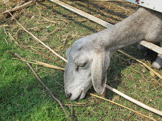 Close up sheep eating grass 