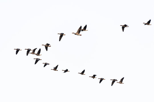Flock of migration white-fronted geese flying in V-formation, Germany, Europe