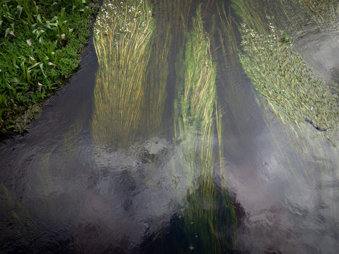 River with flowing water weed