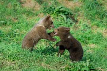 Young European Brown Bears, Bavarian Forest National Park, Bavaria, Germany, Europe