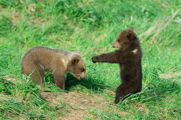Young European Brown Bears, Germany, Europe