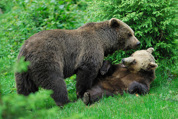 European brown bears, Europe