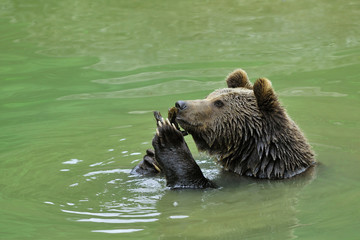 Obraz premium European brown bear in pond, Europe
