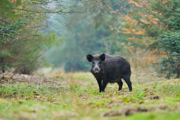Wild boar (Sus scrofa), Female, Germany, Europe
