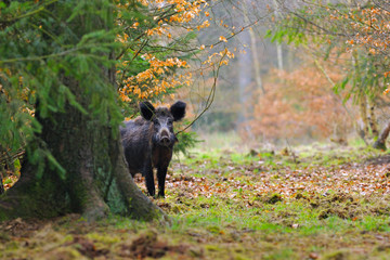 Wild boar (Sus scrofa) in springtime, Germany, Europe