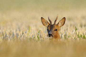Western roe deer (Capreolus capreolus), Roebuck, Germany, Europe