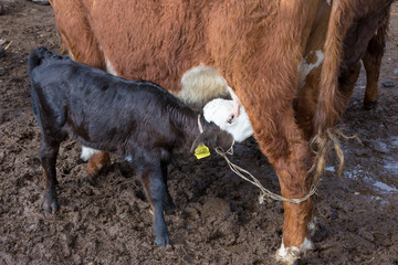 cattle in the village market