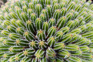 Colorful cactus plants varieties growing on volcanic lava sand soil in cactus garden near Quatiza, Lanzarote, Canary Islands, Spain.