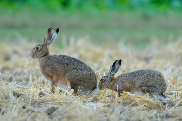 European brown hares (Lepus europaeus) on Stubblefield, Germany, Europe