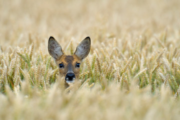 Western roe deer (Capreolus capreolus) in corn field, Germany, Europe