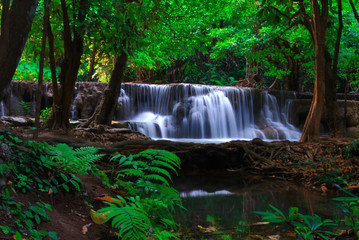 beautiful waterfall and green leaf Makes it feel fresh