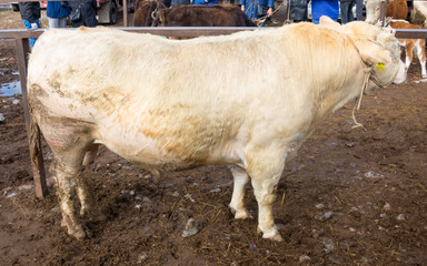 cattle in the village market