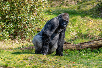 Gorilla sits in the sun