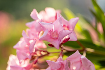 light pink oleander blooming bunch close up