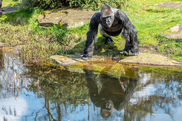 gorilla male looks over the water