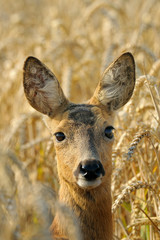 Western roe deer in corn field, Germany, Europe