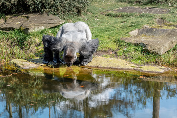 Obraz na płótnie Canvas male gorilla is watched while drinking from the river