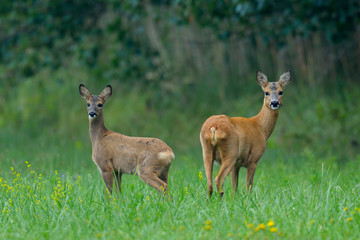 Western roe deers on meadow, Female with fawn, Germany, Europe