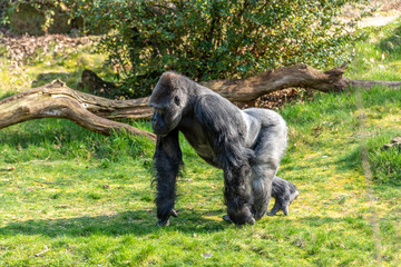 Gorilla walks around quietly looking for food